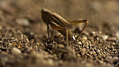 Grasshopper in slow motion