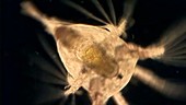 Planktonic copepod