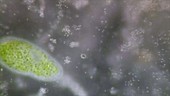 Ciliated protozoa