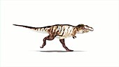 Tyrannosaurus rex dinosaur