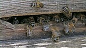 Honey bees at a hive