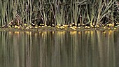 Reflection of bulrushes