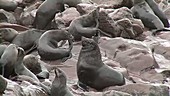 Cape fur seals, Namibia