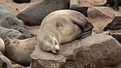 Cape fur seals, Namibia