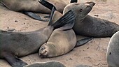 Cape fur seals, Namibia