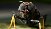 Giant horsefly