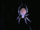 Tropical orb weaver spider