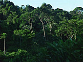 French Guiana rainforest