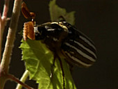 Ten-lined June beetle