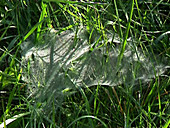 Grass spider sheet web