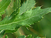 Thistle Cirsium sp