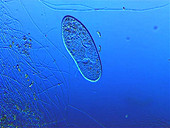 Paramecium caudatum protozoan