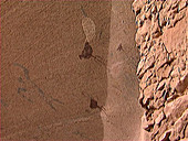 Anasazi rock art, Arizona, USA