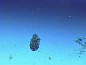 Didinium nasutum protozoa