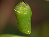 Monarch butterfly metamorphosis