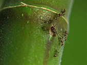 Azteca ant