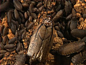 Madeira cockroach