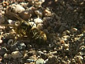 Honeybee fighting a wasp