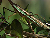 Chinese mantis