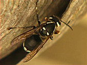 Bald-faced hornet