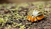 Tortoise beetle