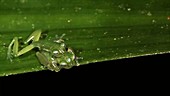 Glass frogs mating