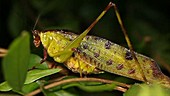Leaf mimic katydid