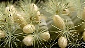 Parasitized caterpillar