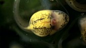 Developing glass frog foetus