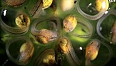 Glass frog eggs, day 12