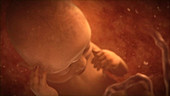 Male foetus in the womb
