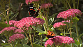 Red admiral and comma butterflies feeding