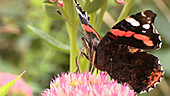 Red admiral butterfly on Sedum flowers