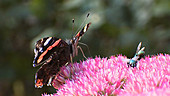 Red admiral butterfly and flies on Sedum