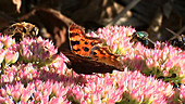 Insects on Sedum flowers