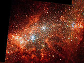 Starburst galaxy NGC 1569