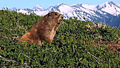 Olympic marmot