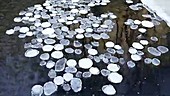 Ice on a river, timelapse
