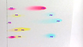 Food colouring chromatography