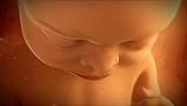 Female foetus in the womb, animation