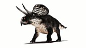 Zuniceratops dinosaur walking