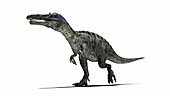 Suchomimus dinosaur walking