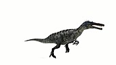 Suchomimus dinosaur running