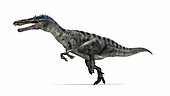 Suchomimus dinosaur running