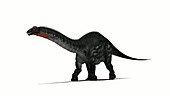 Apatosaurus dinosaur walking