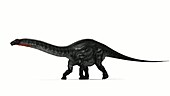 Apatosaurus dinosaur walking
