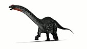 Apatosaurus dinosaur running