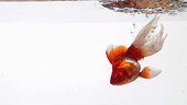 Goldfish falling into water