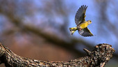 European greenfinch in flight