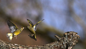 European greenfinches fighting, high-speed
